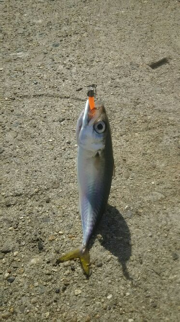 大阪湾南港アジング　朝まずめ